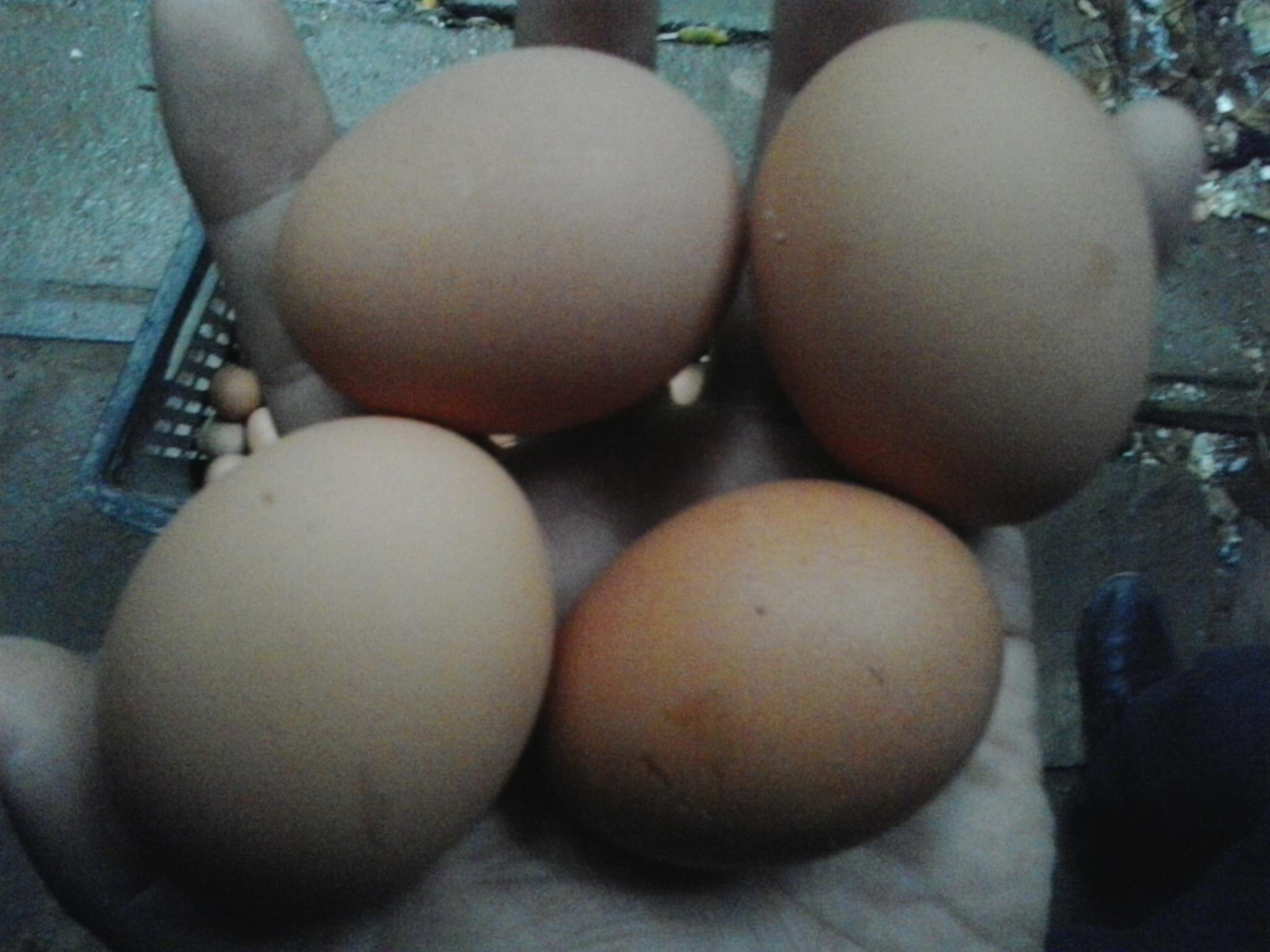 BG大游·(集团)视讯官方网站