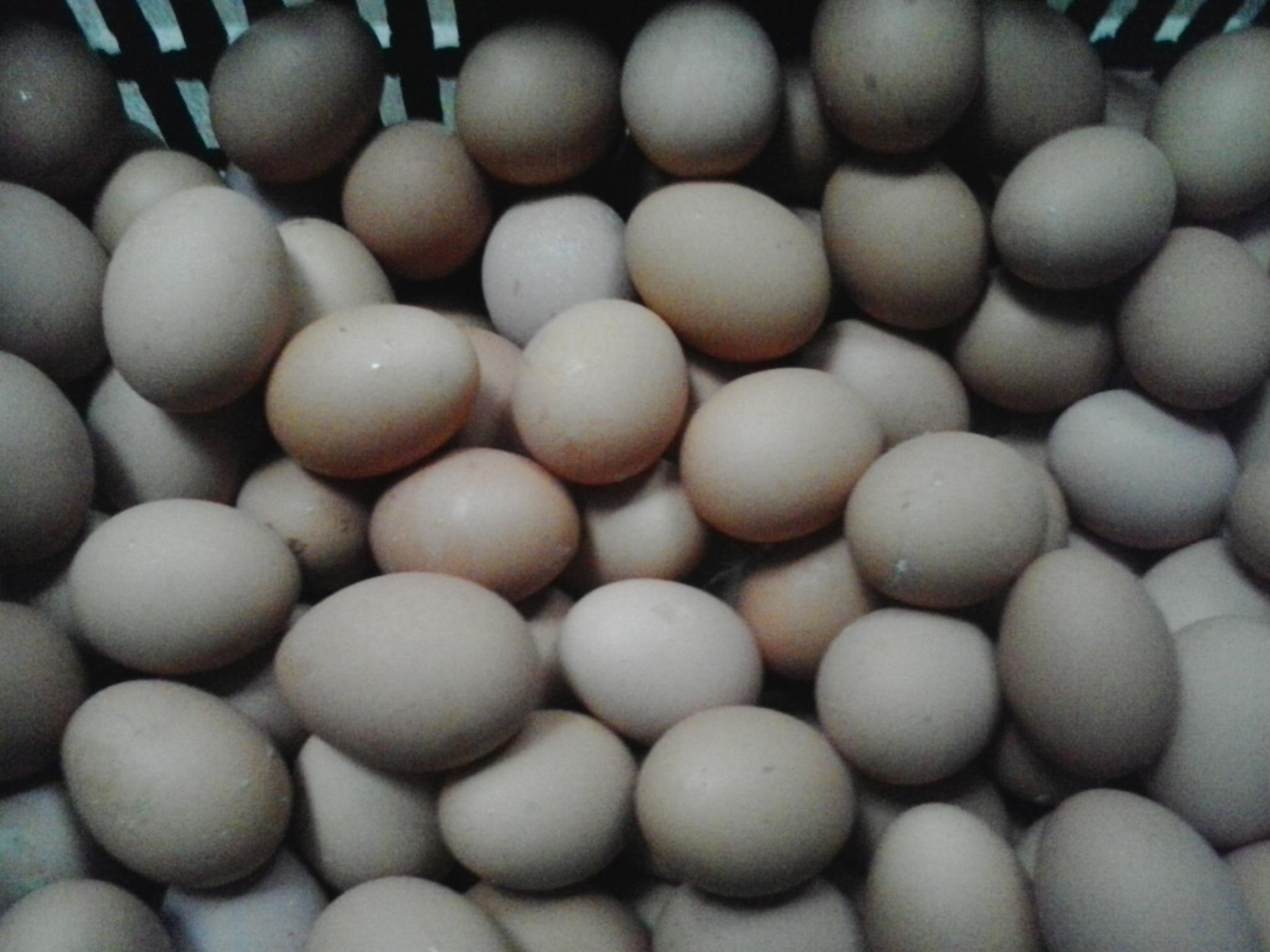 BG大游·(集团)视讯官方网站